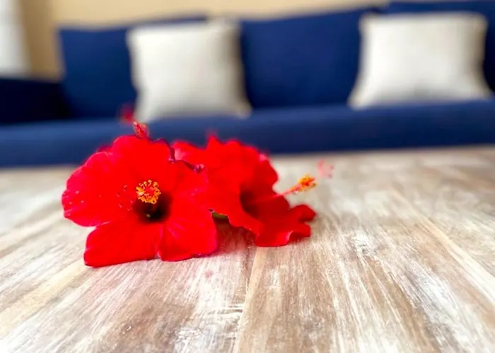 Odi's House * 코라레호